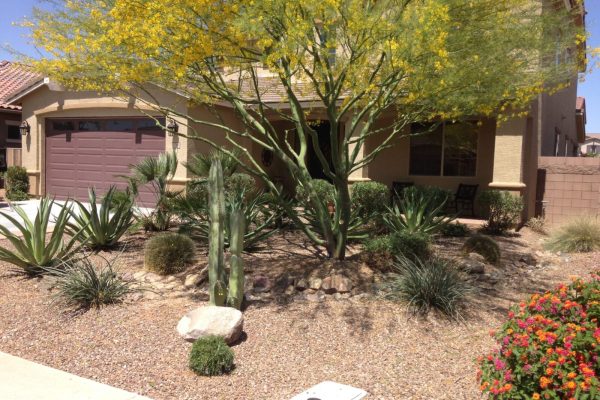 Front yard of a house with desert landscaping, including cacti, agave, rocks, and a flowering tree.