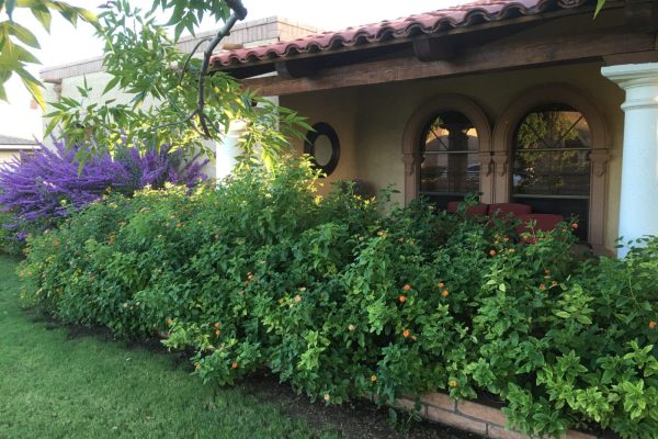House with a tiled roof, arched windows, and a porch surrounded by lush green bushes and purple flowers.