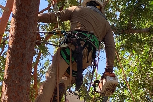 Worker removing a tree