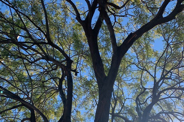Tree branches and leaves silhouetted against a bright blue sky on a sunny day.