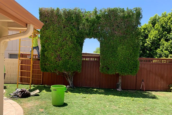Person on a ladder trims large hedge with a rectangular gap, green bin and tools are on the lawn below.