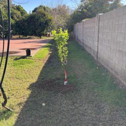 A young tree planted near a concrete wall in a grassy yard on a sunny day, with a tennis court in the background.