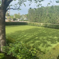 A well-maintained rectangular lawn is bordered by hedges, with a tree and shrubs in the foreground.