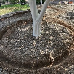 Tree with a white-painted trunk surrounded by gravel and newly dug circular trenches in a landscaped yard.