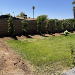 A person in a hat works near a row of young trees planted along a backyard lawn and block wall on a sunny day.