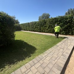 Person in a green shirt trims grass along a paved walkway bordered by hedges under a clear blue sky.