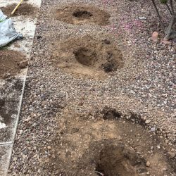 Five freshly dug holes in rocky soil beside a sidewalk, with a shovel and plants visible in the background.