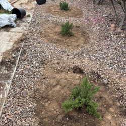 Four small green shrubs recently planted in soil surrounded by gravel, with empty black pots lying nearby.